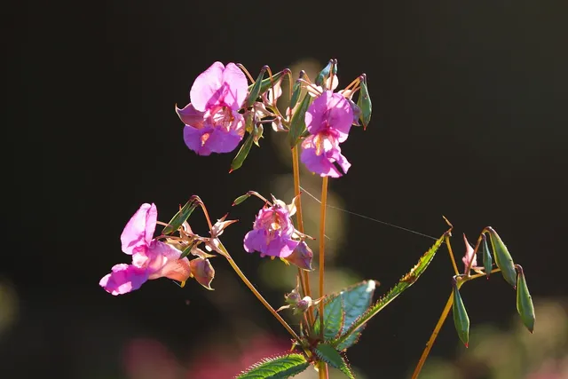 Beauté Pacifique Extended Performance Balsam