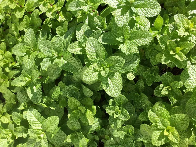 3 stk. Tea Tree Oil Tandpasta Freshmint  Til daglig pleje ved paradentose, svamp og tandkødsbetændelse - 9 stk.